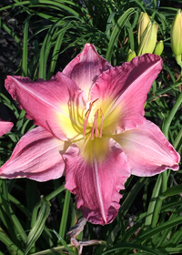 Hemerocallis 'Final Touch'